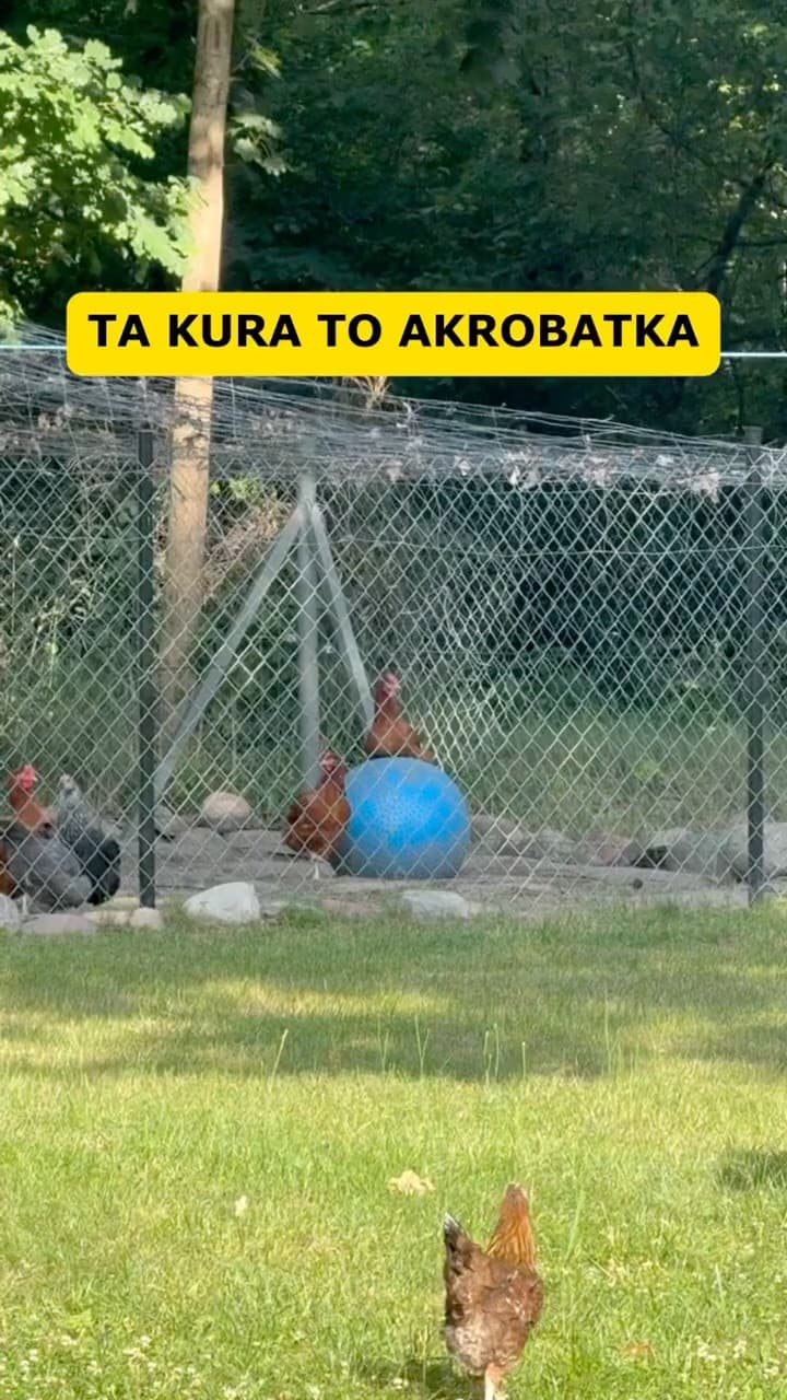 Ta kura to akrobatka! Szalony kurnik